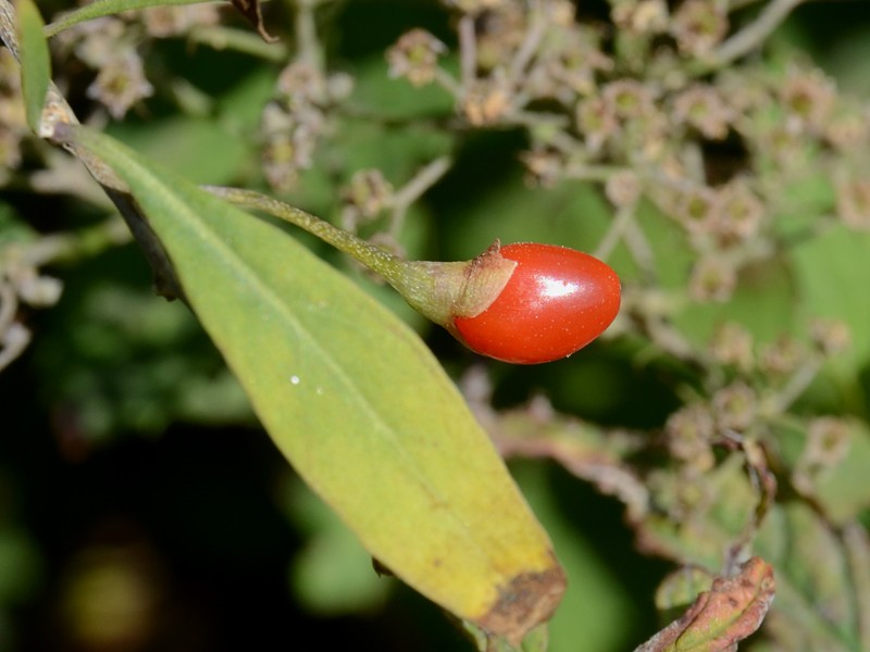 Lycium barbarum